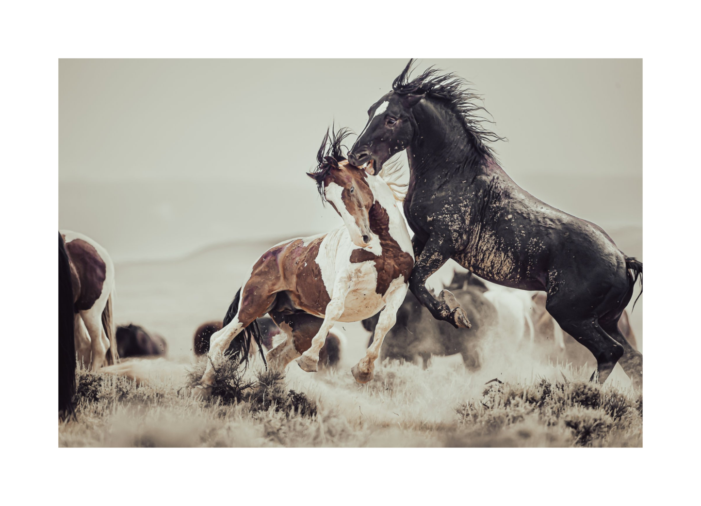 30"x20" / No Frame / Border