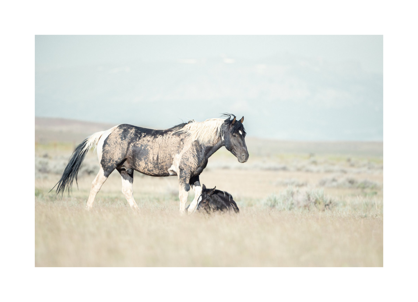 30"x20" / No Frame / Border