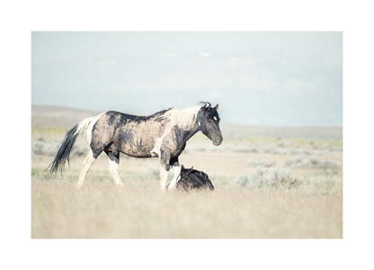 30"x20" / No Frame / Border