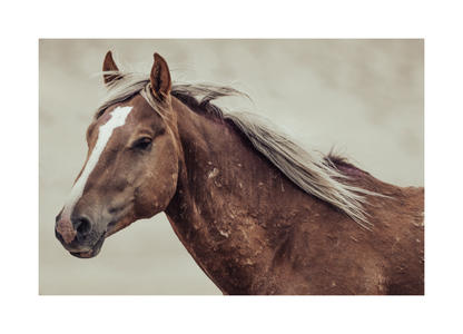 30"x20" / No Frame / Border