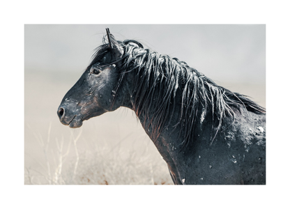 30"x20" / No Frame / Border