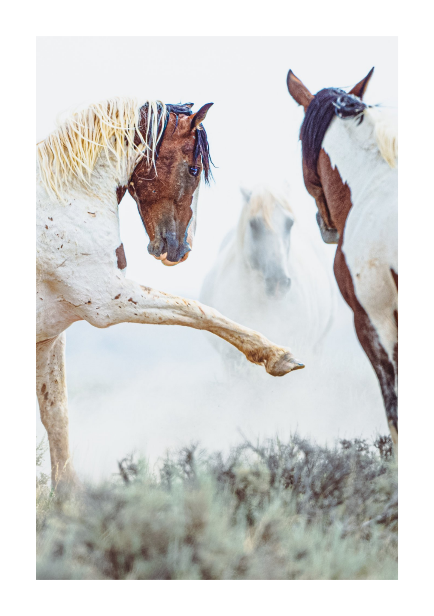 30"x45" / No Frame / Border