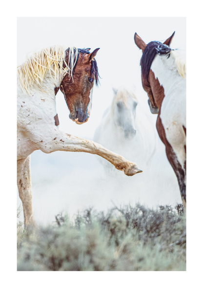 30"x45" / No Frame / Border