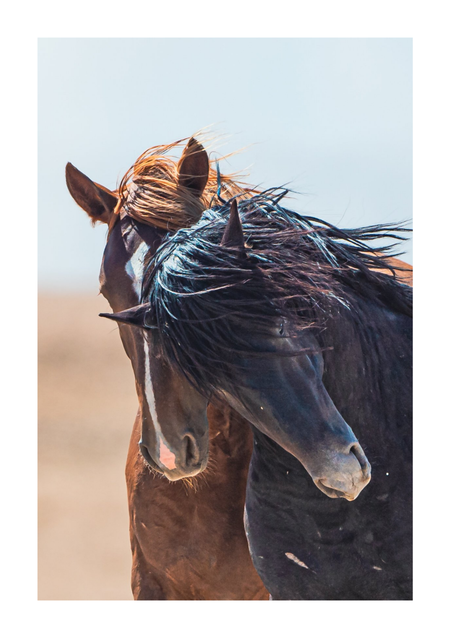 30"x45" / No Frame / Border