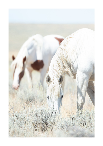 30"x45" / No Frame / Border