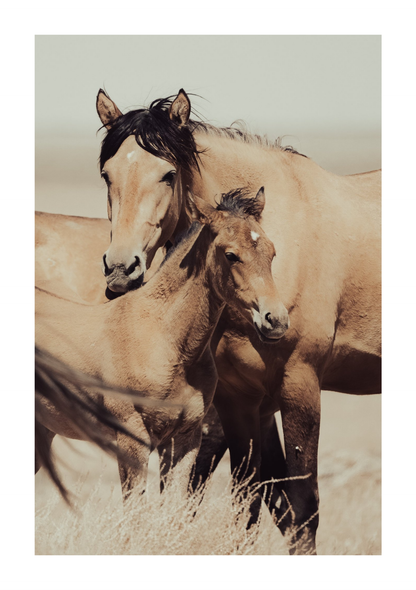 30"x45" / No Frame / Border