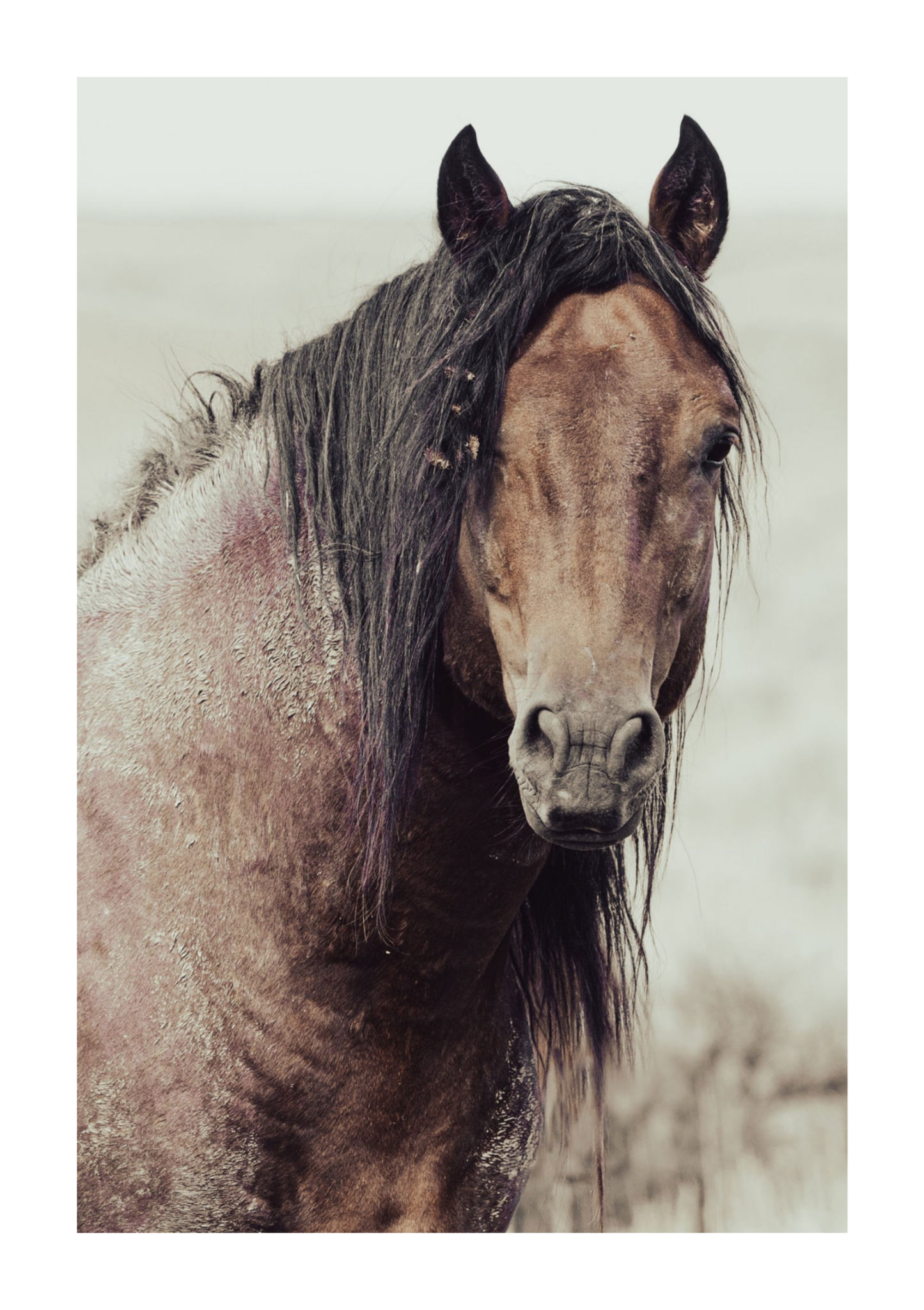 30"x45" / No Frame / Border