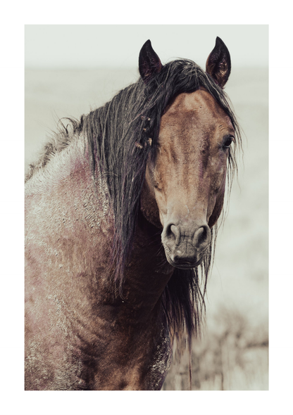 30"x45" / No Frame / Border