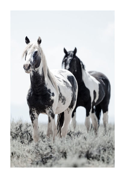 30"x45" / No Frame / Border