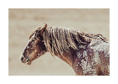36"x24" / No Frame / Border