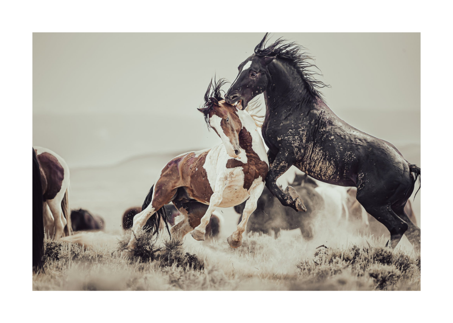 36"x24" / No Frame / Border