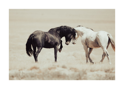 36"x24" / No Frame / Border