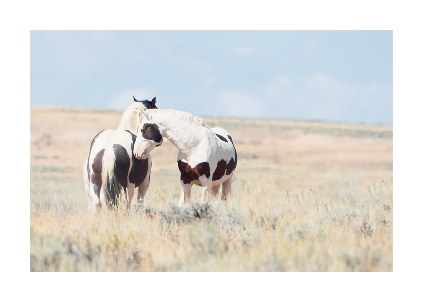 36"x24" / No Frame / Border