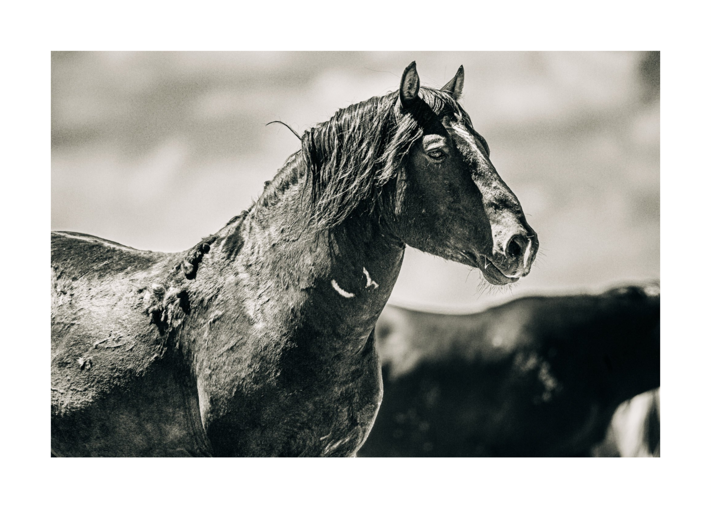 36"x24" / No Frame / Border