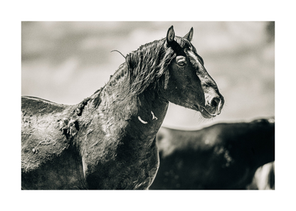 36"x24" / No Frame / Border