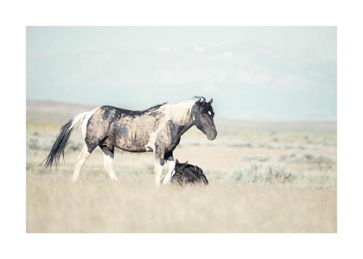 36"x24" / No Frame / Border
