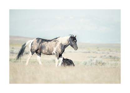 36"x24" / No Frame / Border