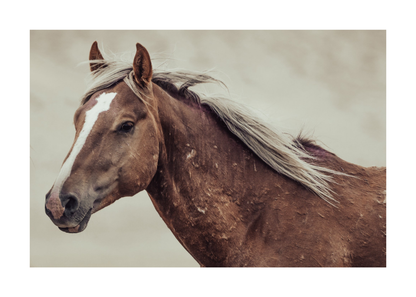 36"x24" / No Frame / Border