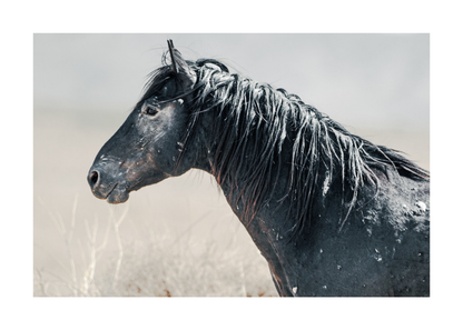 36"x24" / No Frame / Border