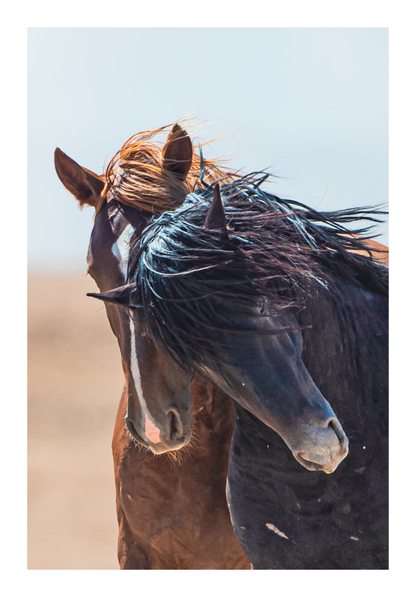 40"x60" / No Frame / Border