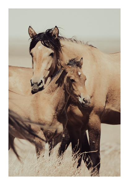 40"x60" / No Frame / Border