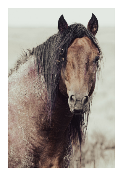 40"x60" / No Frame / Border
