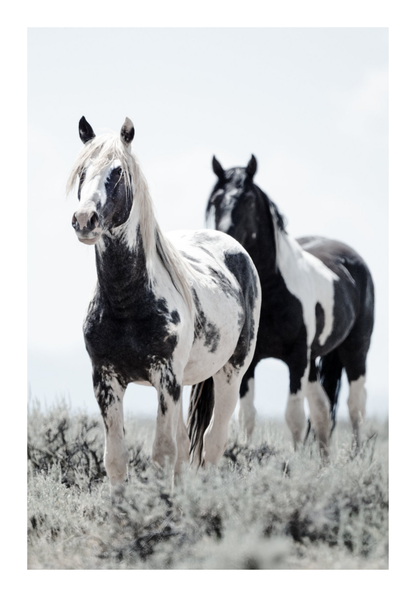 40"x60" / No Frame / Border