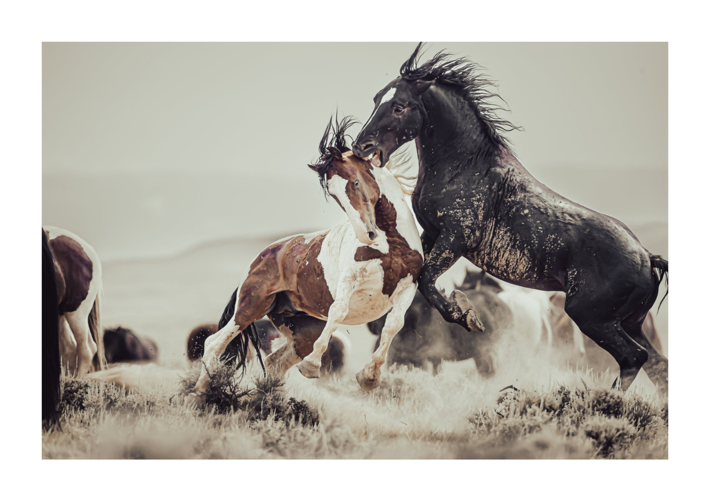 45"x30" / No Frame / Border