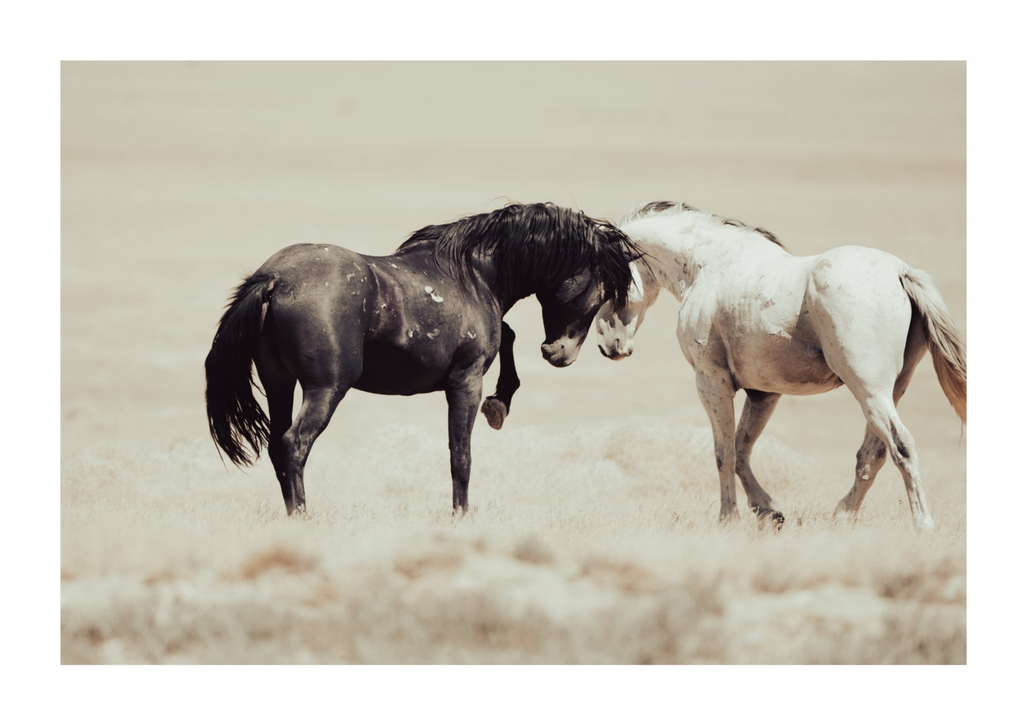 45"x30" / No Frame / Border