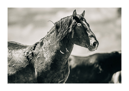 45"x30" / No Frame / Border