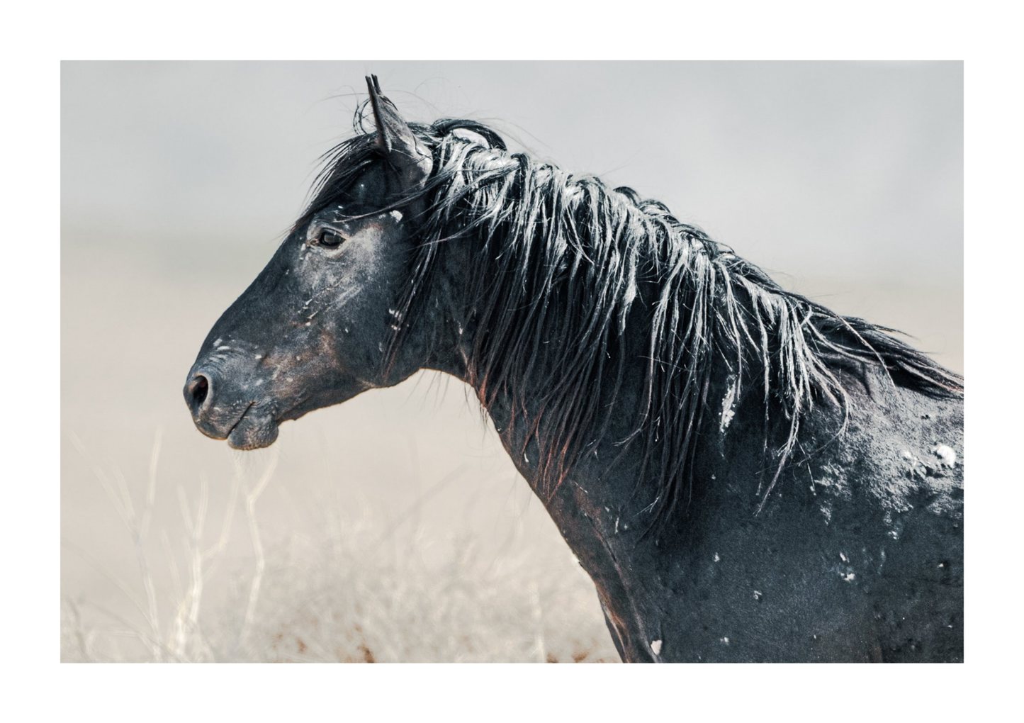 45"x30" / No Frame / Border
