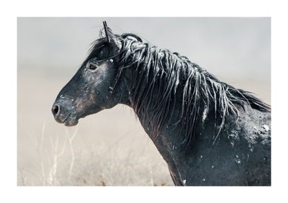 45"x30" / No Frame / Border
